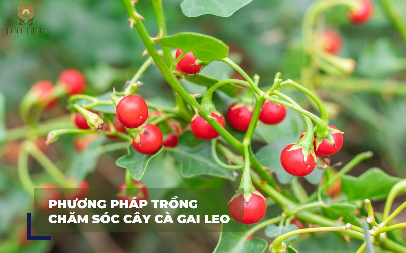 Phương pháp trồng và chăm sóc cây cà gai leo hiệu quả