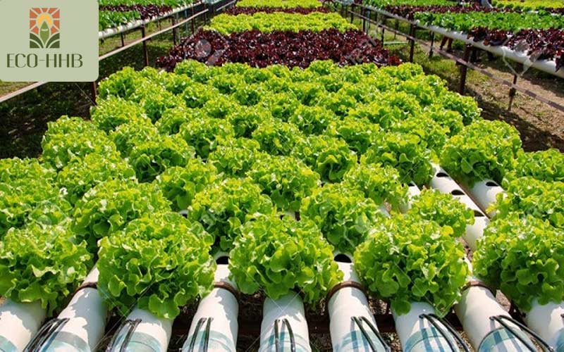 Rau Thủy Canh: Giải Pháp Xanh Cho Bữa Ăn Gia Đình