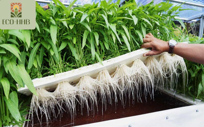 Rau Thủy Canh: Giải Pháp Xanh Cho Bữa Ăn Gia Đình