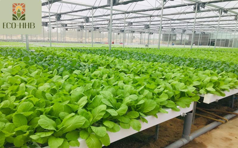 Rau Thủy Canh: Giải Pháp Xanh Cho Bữa Ăn Gia Đình