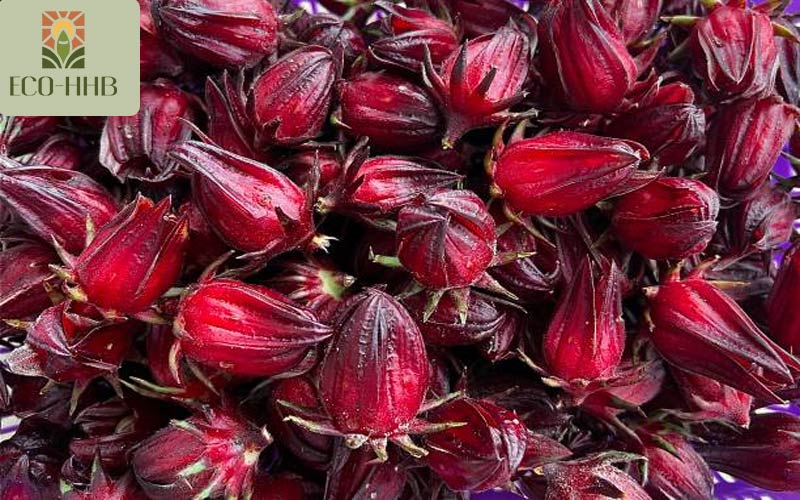 Công dụng của hoa Atiso đỏ đối với sức khỏe và làm đẹp